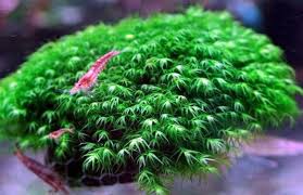 Attēlu rezultāti vaicājumam “Fissidens”