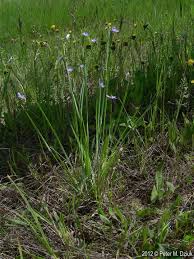 Attēlu rezultāti vaicājumam “Sisyrinchium montanum fruit”