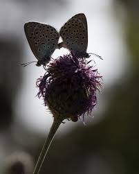 Attēlu rezultāti vaicājumam “Phengaris arion upperside”