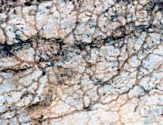 Attēlu rezultāti vaicājumam “Diachea subsessilis young”