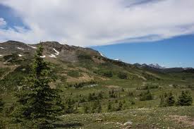 Attēlu rezultāti vaicājumam “Campylophyllum sommerfeltii”