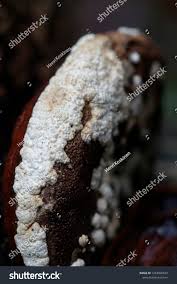 Attēlu rezultāti vaicājumam “Hypocrea pulvinata”