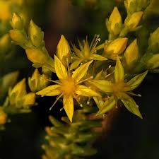 Attēlu rezultāti vaicājumam “Sedum sexangulare flower”