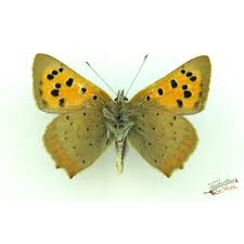 Attēlu rezultāti vaicājumam “Lycaena phlaeas”