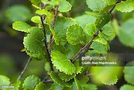 Attēlu rezultāti vaicājumam “Betula nana leaf”