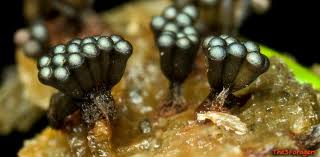 Attēlu rezultāti vaicājumam “Metatrichia vesparia”