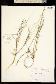 Attēlu rezultāti vaicājumam “Carex chordorrhiza leaf”