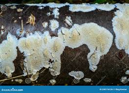 Attēlu rezultāti vaicājumam “Postia rennyi”