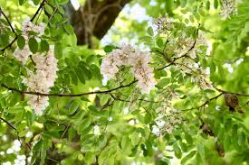 Attēlu rezultāti vaicājumam “Robinia pseudoacacia flower”