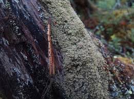 Attēlu rezultāti vaicājumam “Hertelidea botryosa”