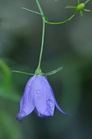 Attēlu rezultāti vaicājumam “Campanula rotundifolia”