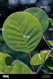 Attēlu rezultāti vaicājumam “Cotinus coggygria leaf”