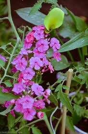 Attēlu rezultāti vaicājumam “Phlox paniculata”