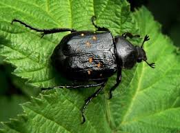 Attēlu rezultāti vaicājumam “Gnorimus variabilis”