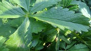 Attēlu rezultāti vaicājumam “Potentilla reptans leaf”