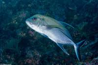 Image result for Caranx lugubris