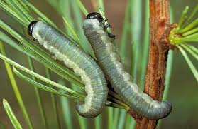 Attēlu rezultāti vaicājumam “Pristiphora maesta larva”