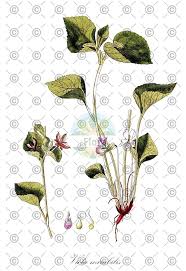 Attēlu rezultāti vaicājumam “Viola mirabilis leaf”