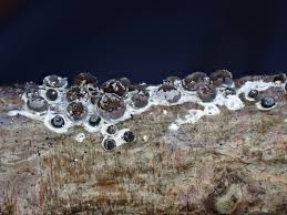 Attēlu rezultāti vaicājumam “Diderma chondrioderma spores”