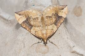 Attēlu rezultāti vaicājumam “Eulithis populata”