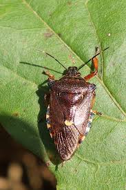 Attēlu rezultāti vaicājumam “Pinthaeus sanguinipes imago”