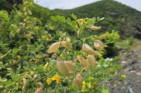 Image result for Colutea arborescens