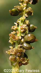 Attēlu rezultāti vaicājumam “Potamogeton perfoliatus fruit”
