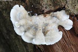 Attēlu rezultāti vaicājumam “Plicatura nivea”