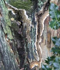 Attēlu rezultāti vaicājumam “Coniophora puteana”