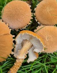 Attēlu rezultāti vaicājumam “Cystoderma amianthinum”