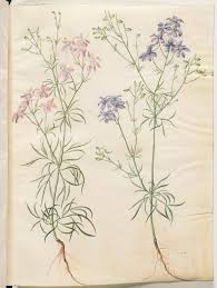 Image result for Consolida regalis