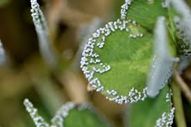 Attēlu rezultāti vaicājumam “Physarum cinereum macro”