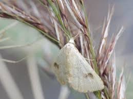 Attēlu rezultāti vaicājumam “Rivula sericealis”