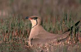 Image result for Glareola pratincola