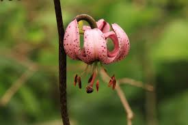 Attēlu rezultāti vaicājumam “Lilium martagon bud”