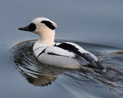 Attēlu rezultāti vaicājumam “Mergus albellus”