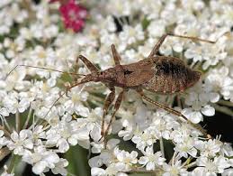 Attēlu rezultāti vaicājumam “Himacerus apterus”