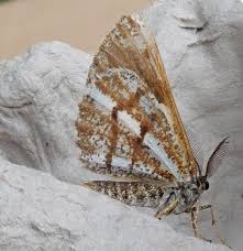 Attēlu rezultāti vaicājumam “Bupalus piniaria female”