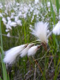 Attēlu rezultāti vaicājumam “Eriophorum gracile”
