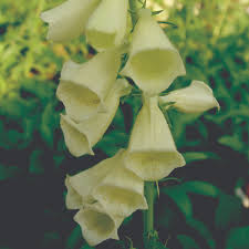 Image result for Digitalis grandiflora
