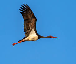 Attēlu rezultāti vaicājumam “Ciconia nigra adult”