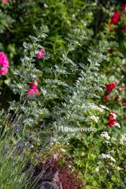 Attēlu rezultāti vaicājumam “Artemisia absinthium flower”