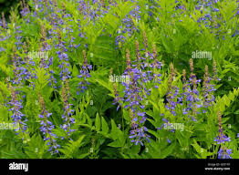 Attēlu rezultāti vaicājumam “Galega orientalis flower”