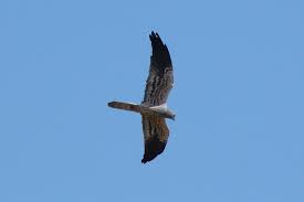 Attēlu rezultāti vaicājumam “Circus pygargus adult”