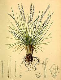 Attēlu rezultāti vaicājumam “Nardus stricta”