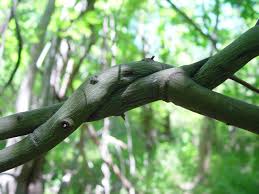 Attēlu rezultāti vaicājumam “Cribraria splendens stalked”