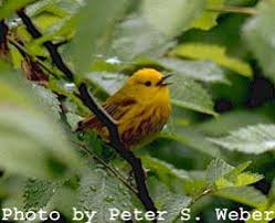 Image result for Dendroica petechia