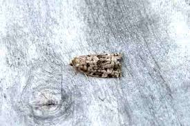 Attēlu rezultāti vaicājumam “Dichelia histrionana”