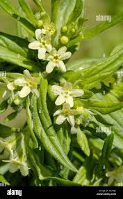 Attēlu rezultāti vaicājumam “Lithospermum officinale”