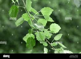 Attēlu rezultāti vaicājumam “Populus x canescens”